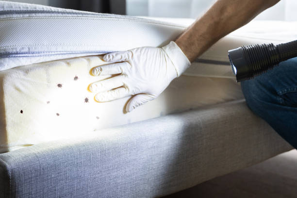 Best Wasp Removal Services  in Martinez, GA